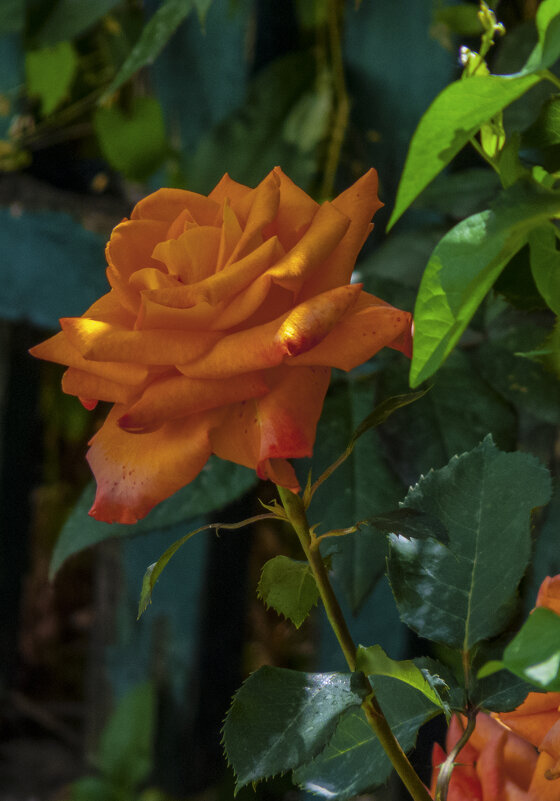 Оранжевая роза Флорибунда - Валентин Семчишин Оранжевая роза Флорибунда - Валентин Семчишин