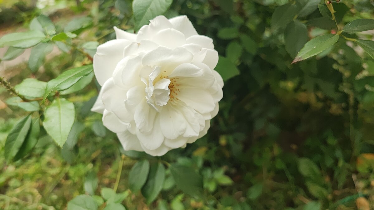 ,,, - Сергей Тимоновский