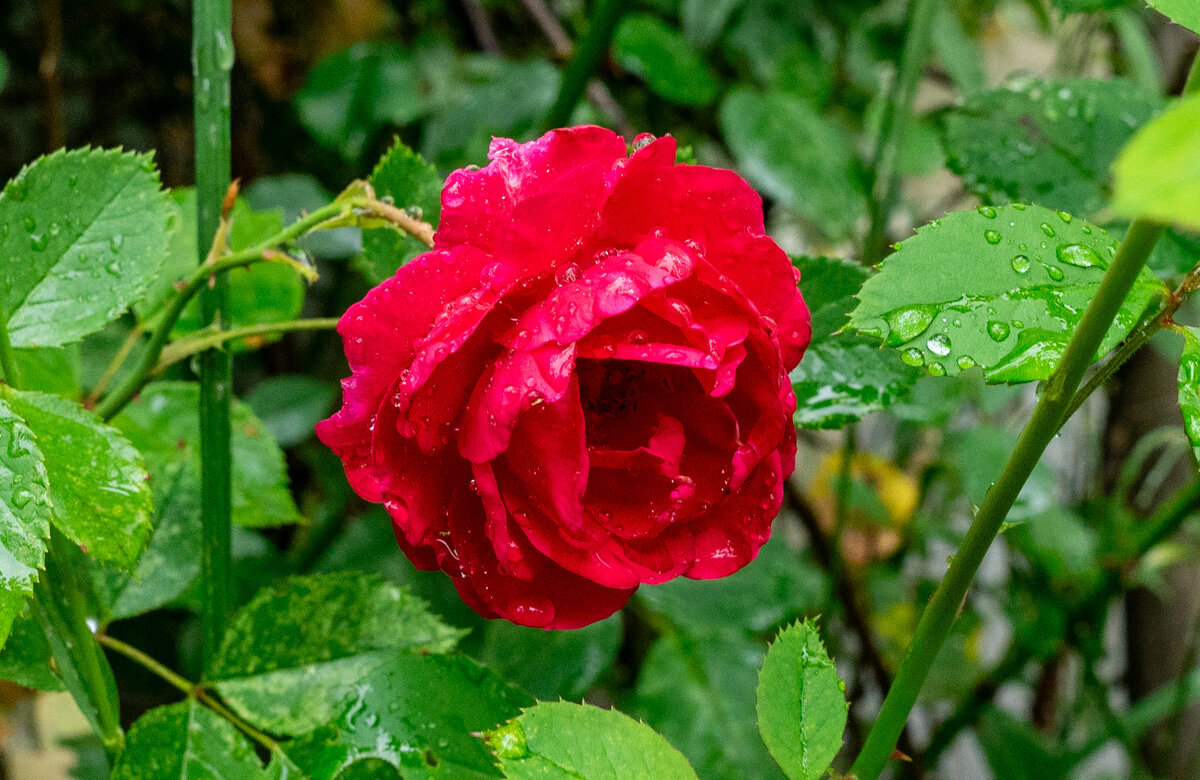 После дождя - Владимир Иванович