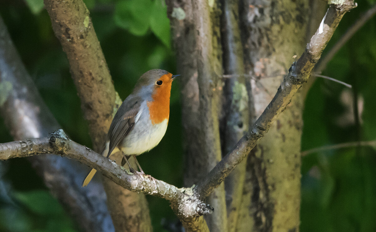 Зарянка - Владимир Безбородов