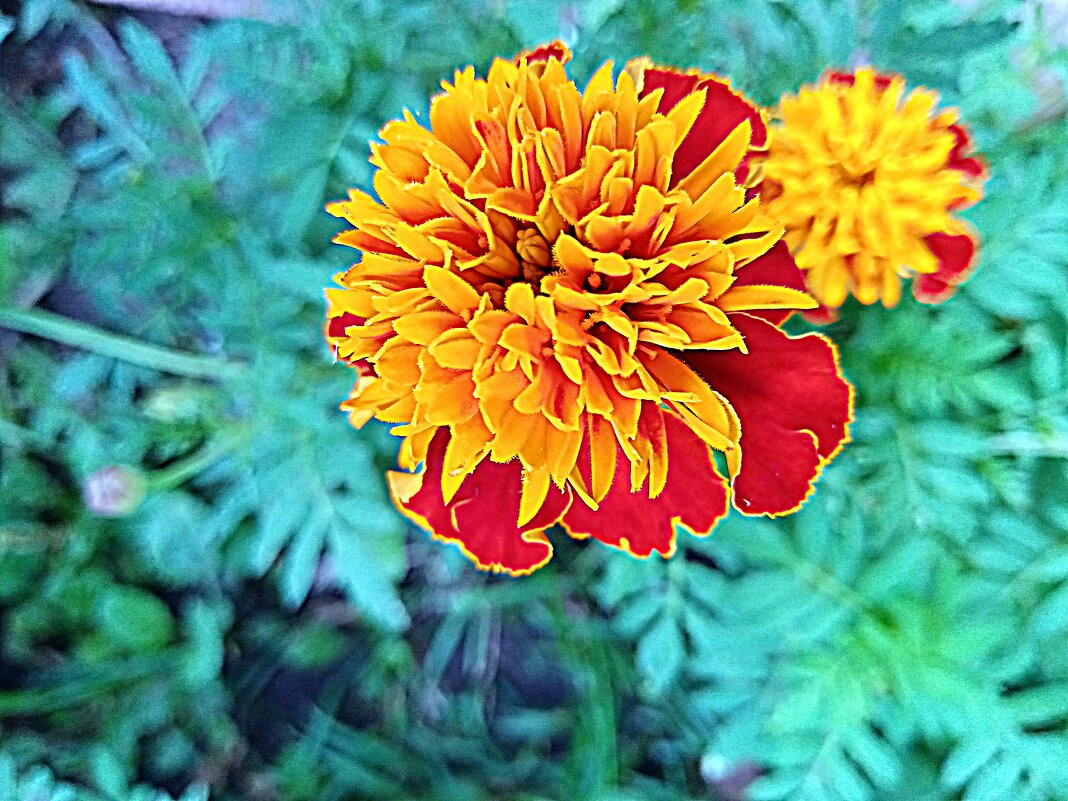 Цветы. - Владимир Драгунский