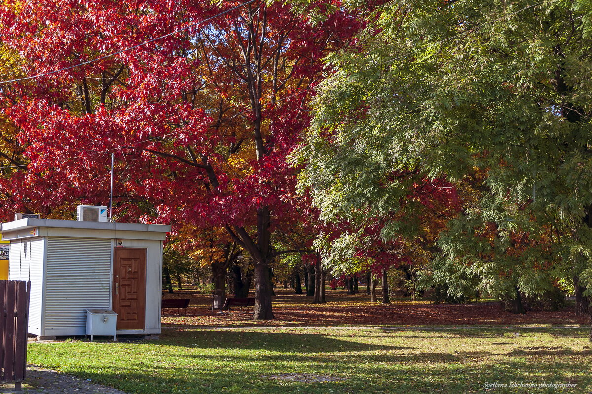 Осенние краски - Светлана Ищенко