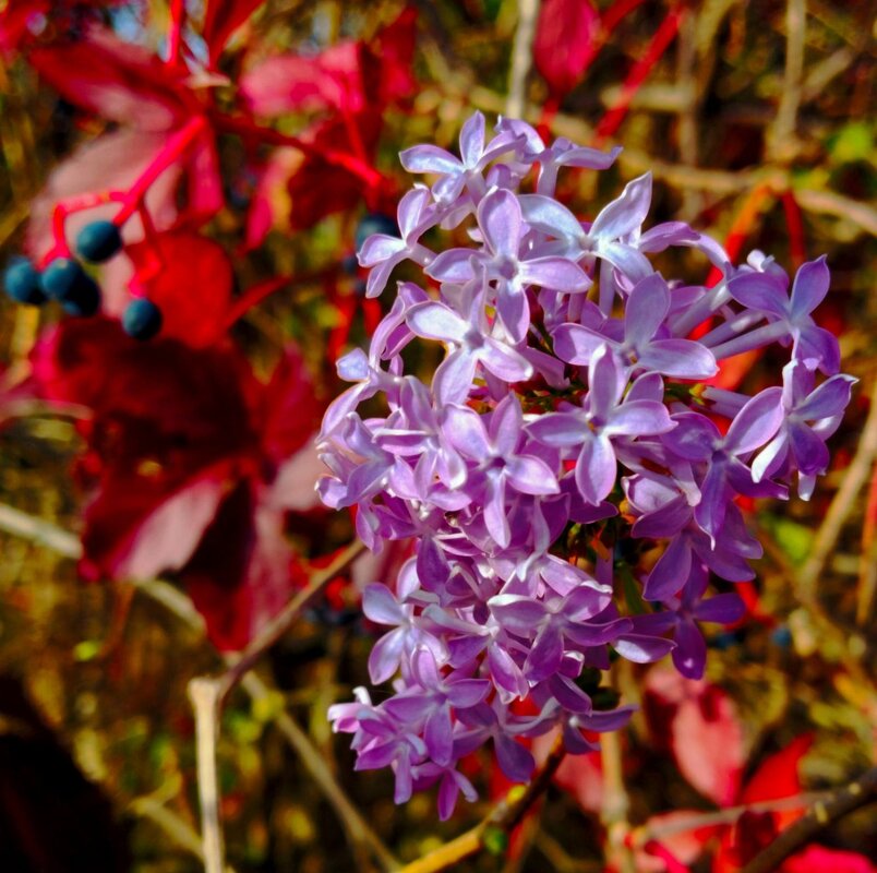 Сиренью в мае никого не удивить. А в октябре? Воооот) - Галина Бобкина Сиренью в мае никого не удивить. А в октябре? Воооот) - Галина Бобкина