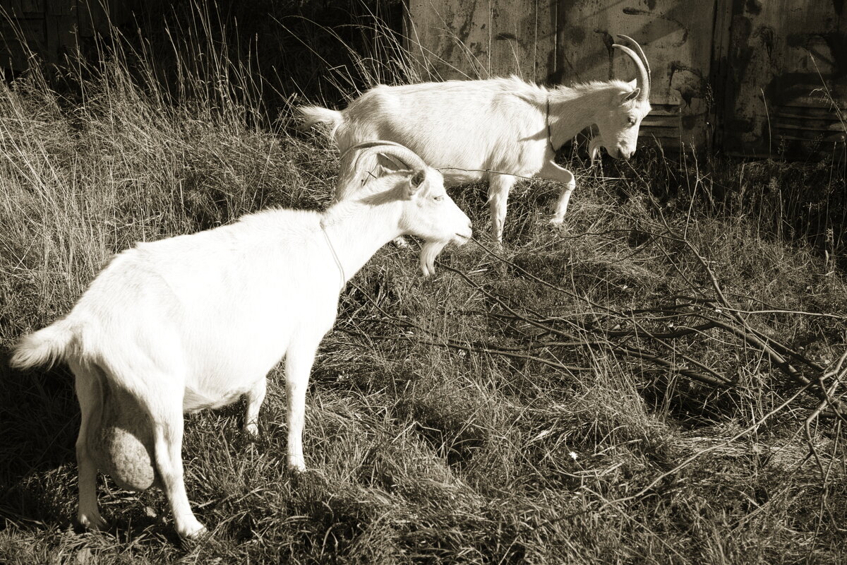 Пейте молоко козье! - Денис Безногов