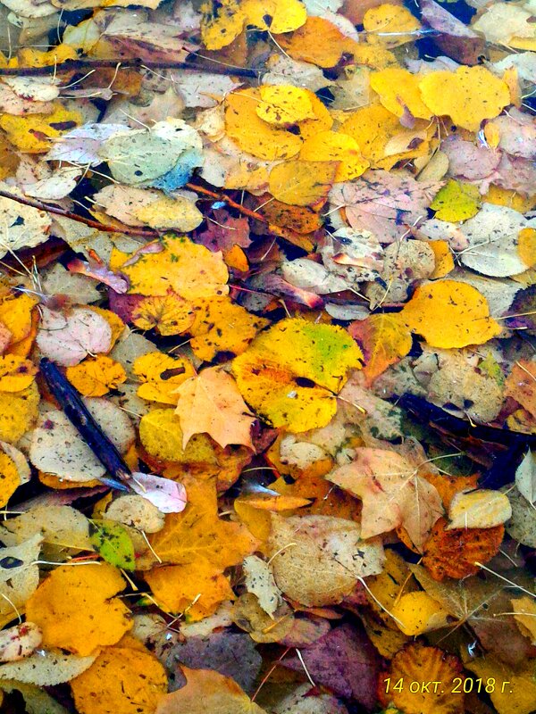 Красота под ногами - Натали 