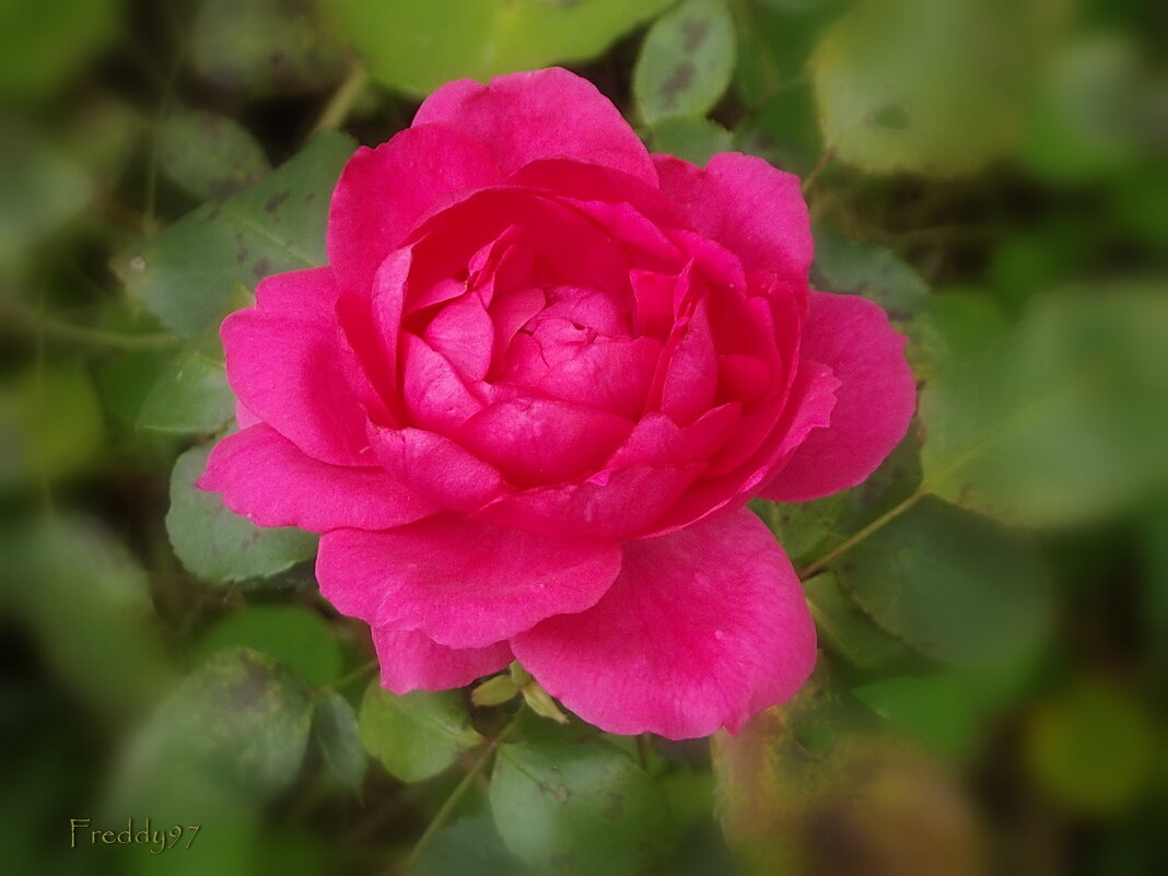 Роза - Freddy 97