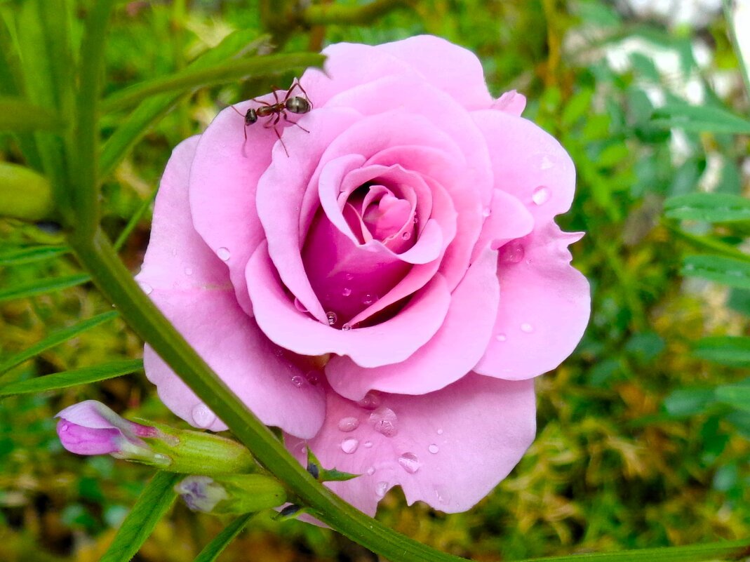 Роза и муравей - Наталья 