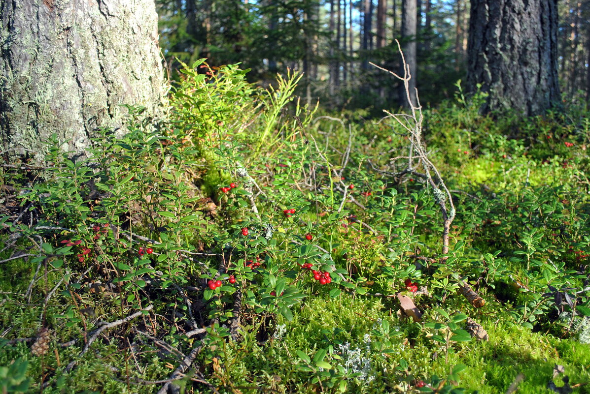 Лесная быль - AleksSPb Лесниченко