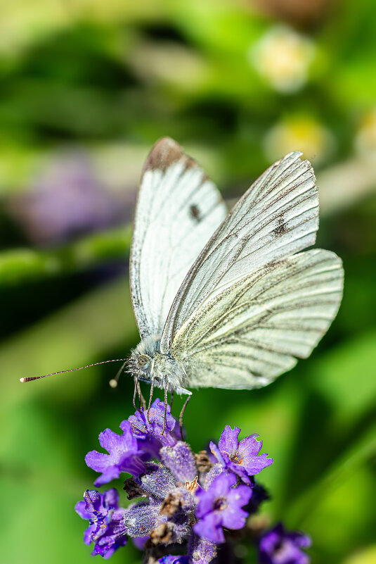 Капустница - Alex Bush
