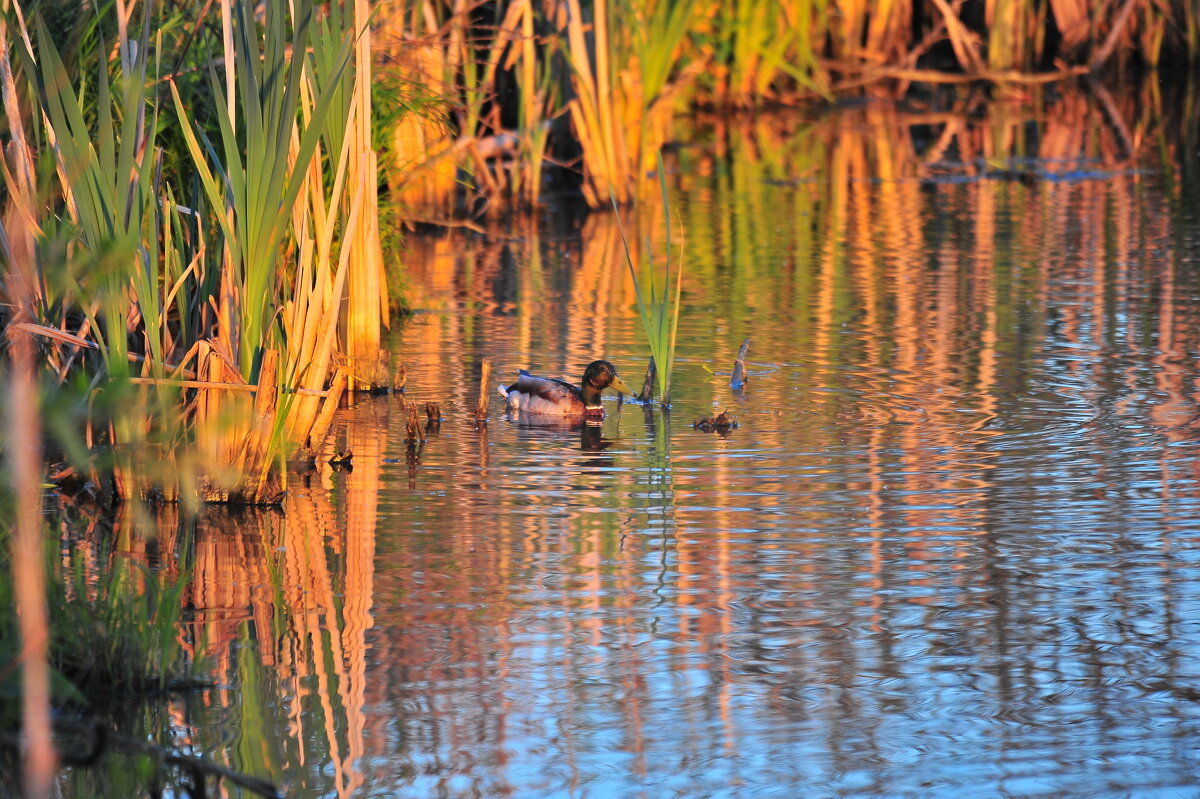 На пруду. - Владимир Филимонов