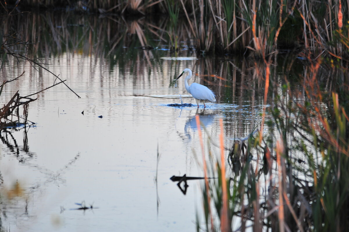 Цапля на охоте2 - Владимир Филимонов