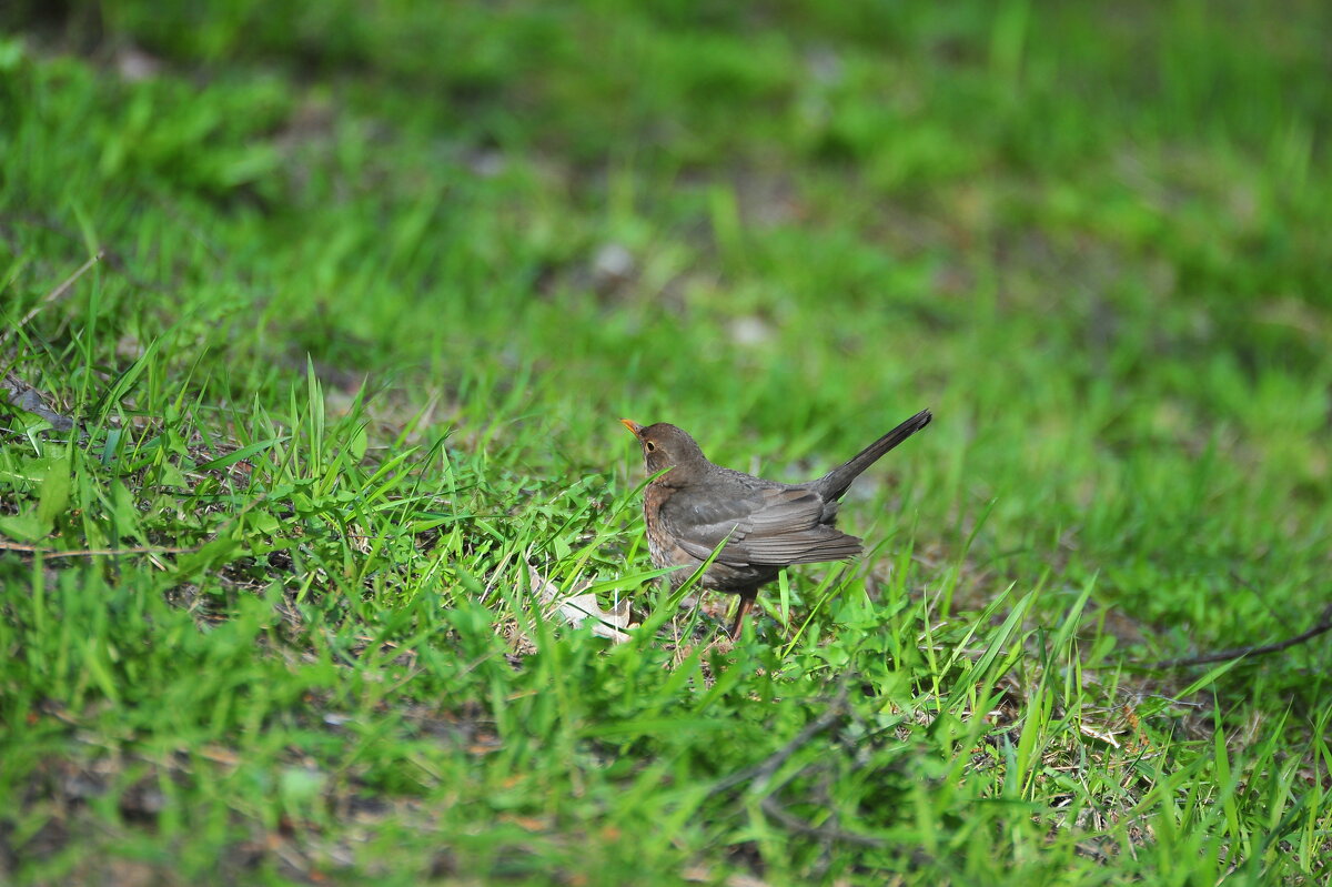 Птицы наших парков - Владимир Филимонов