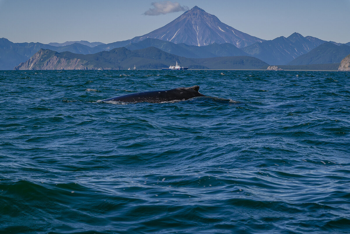 ... - Жора Житников