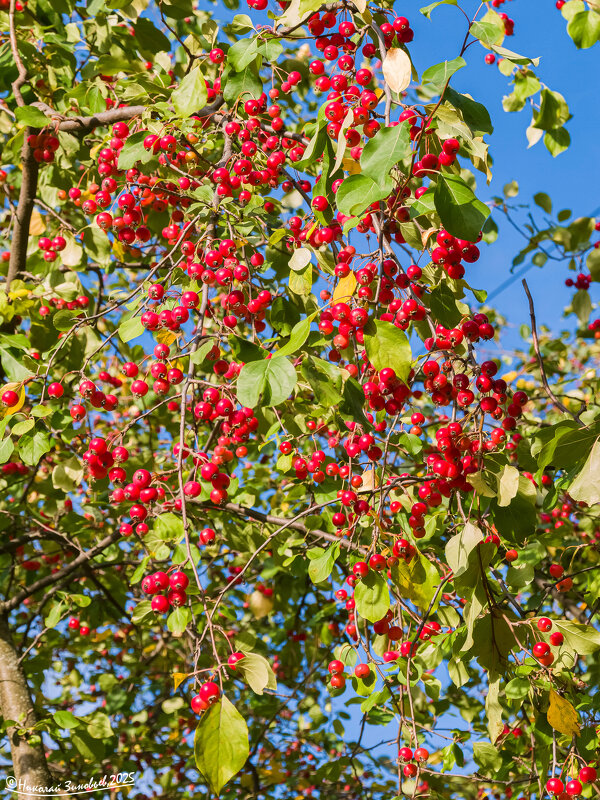 Ухта. Северные яблони (сибирки) с отменным урожаем яблочек, радость для птичек) - Николай Зиновьев