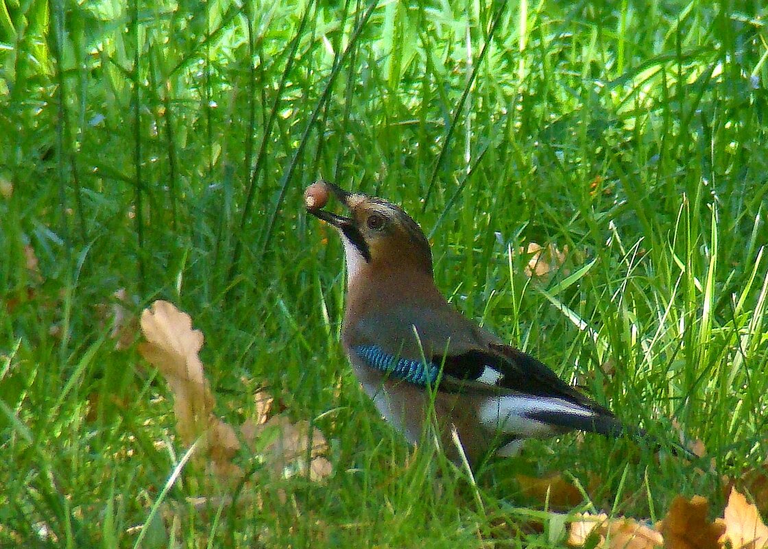 сойка с желудем - gawrilа - dan