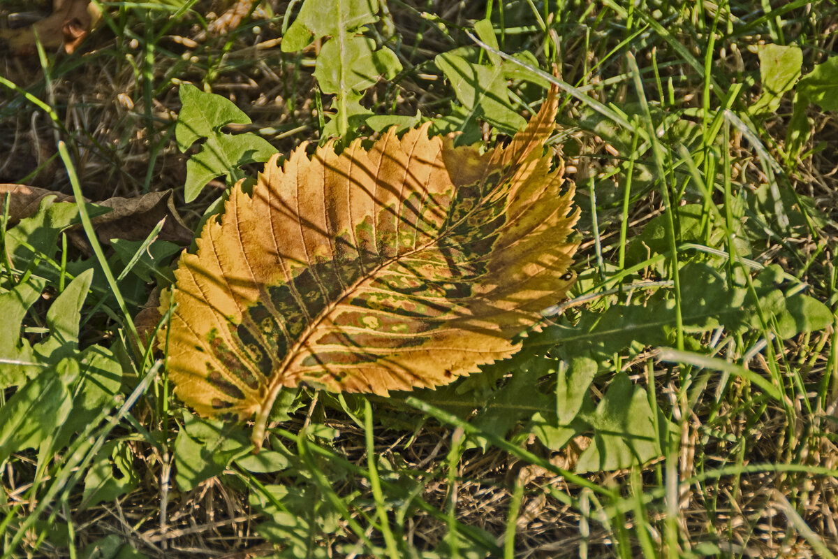 Лист вяза осень раскрасила. - Сергей Фомичев