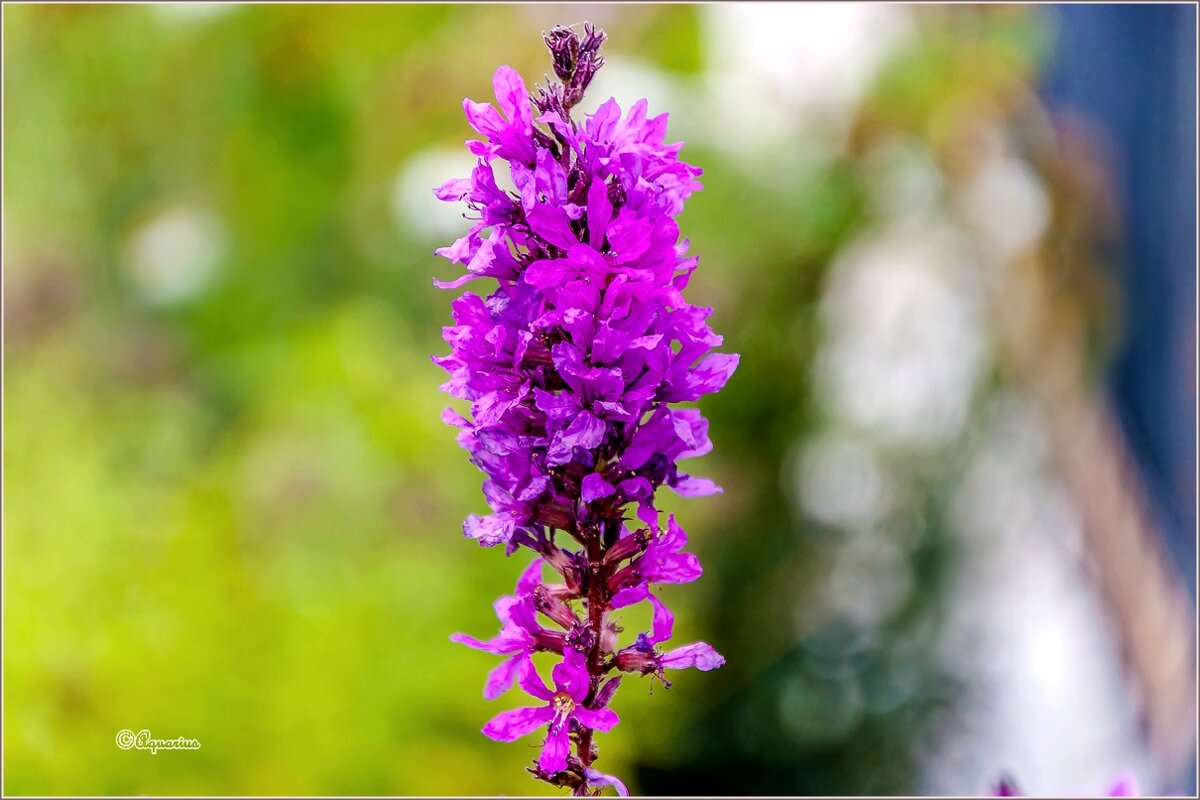 Сентябрьские цветы - Aquarius - Сергей