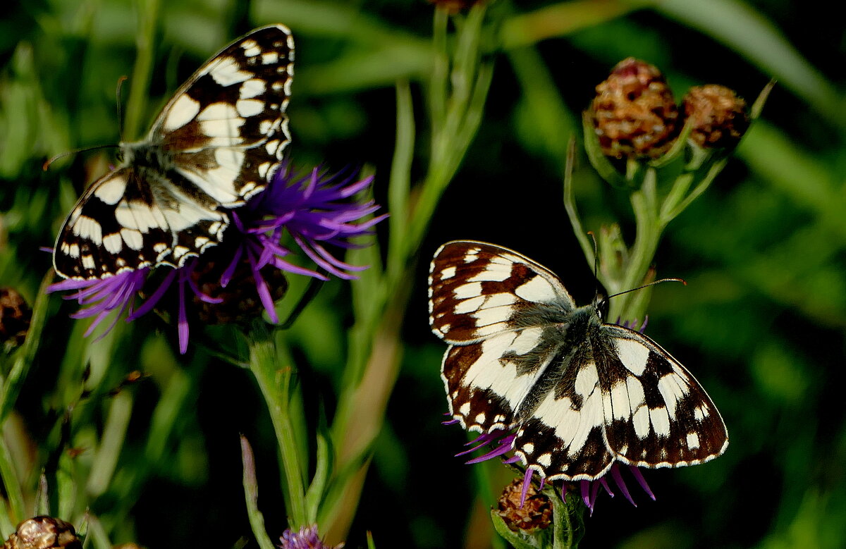 опять про бабочек 35 - Александр Прокудин