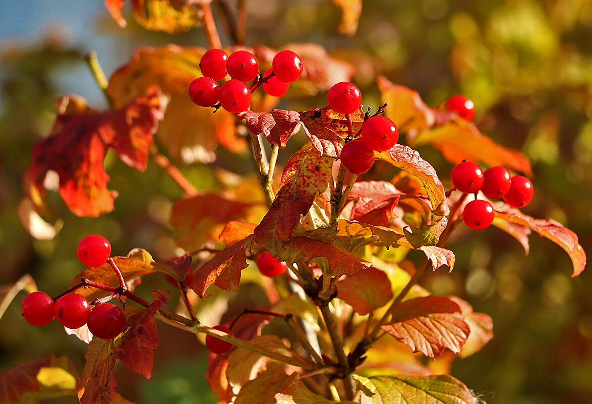 Калина красная, калина вызрела... - Светлана 