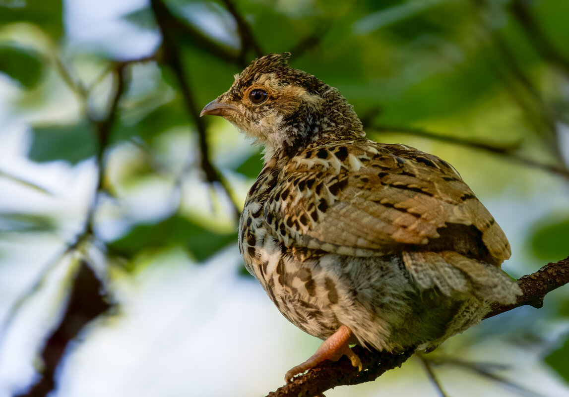 Рябчик - Виктория 