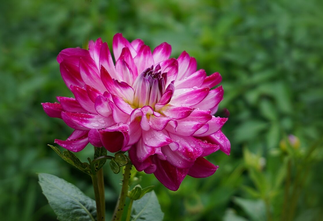 Георгина - Ольга 