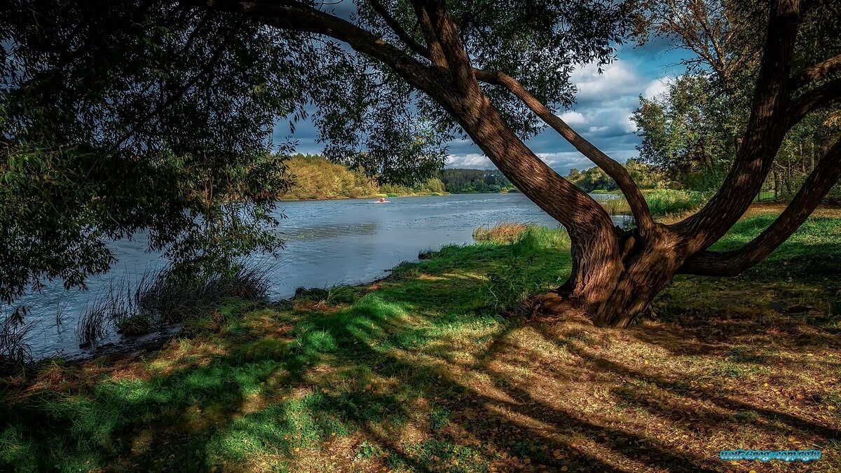 ...Старая ива.! - Павел Курков