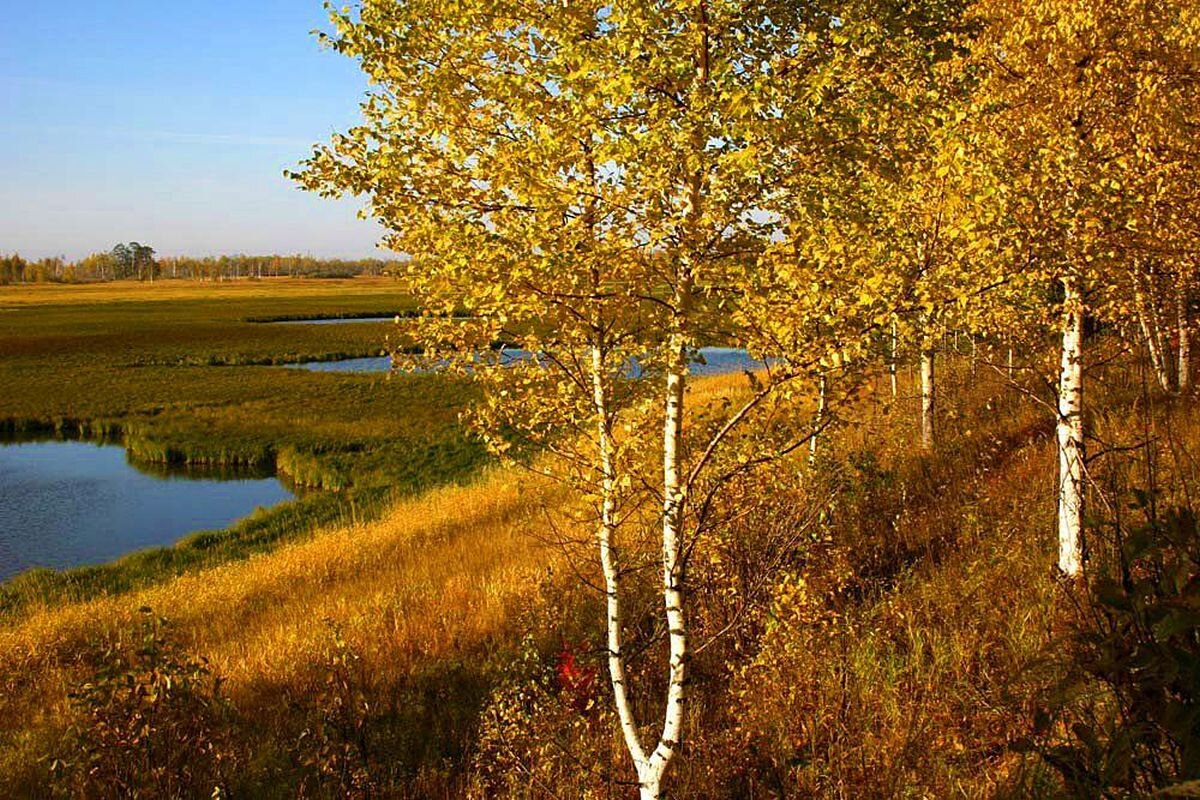 Сентябрь...Березки на берегу протоки Чеускина! - Владимир Сентябрь...Березки на берегу протоки Чеускина! - Владимир