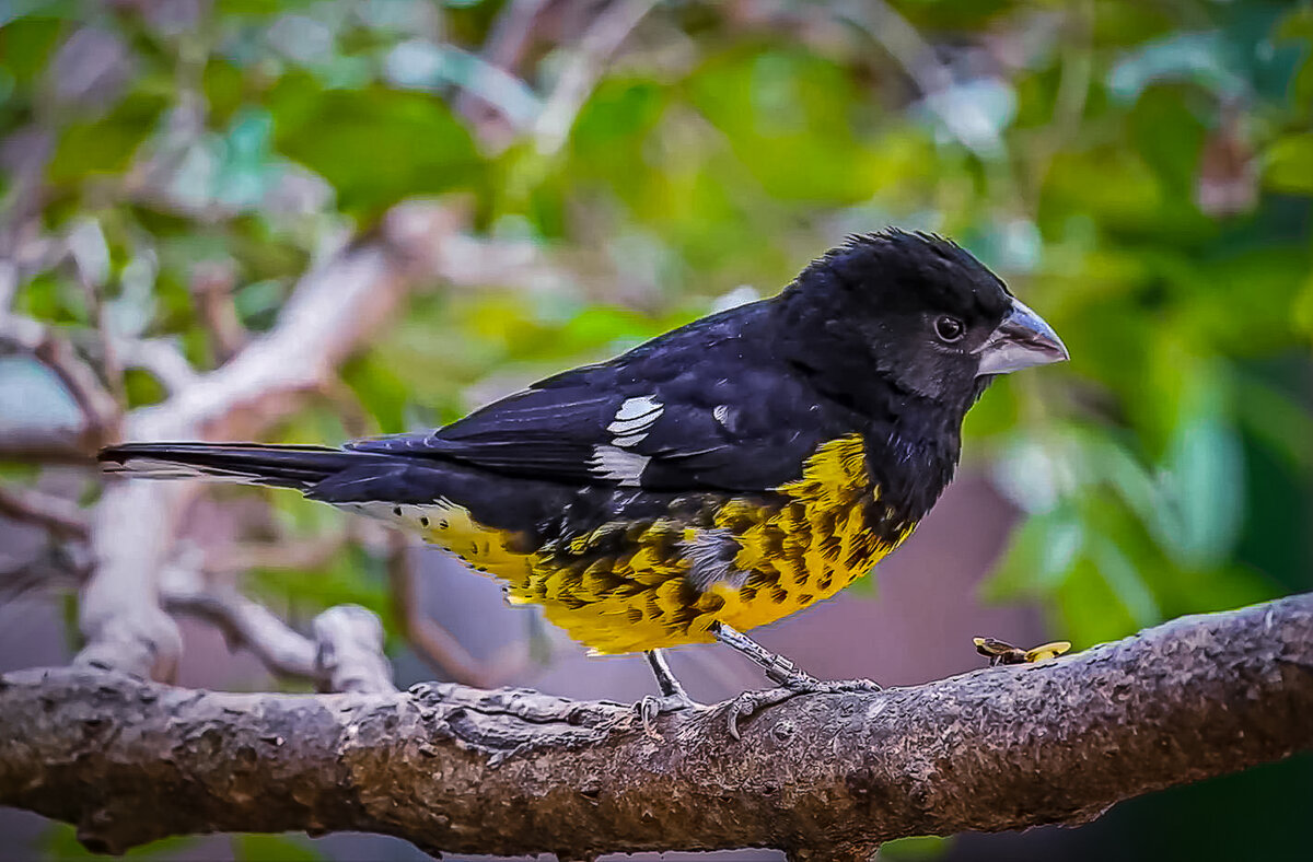 Арчовый дубонос - Aleksey Afonin