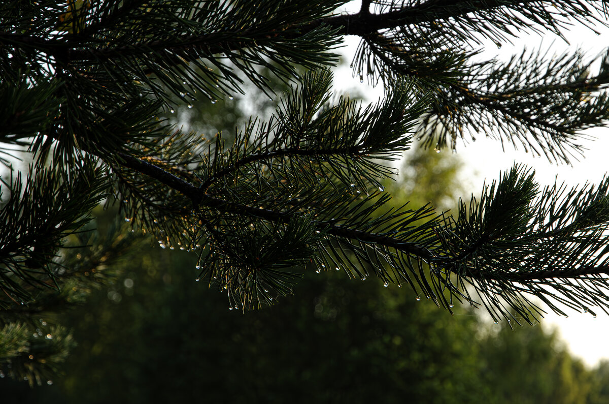 Сосна - Валерий Пославский