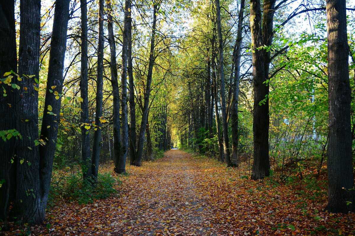 Осень. - Михаил Колосов 
