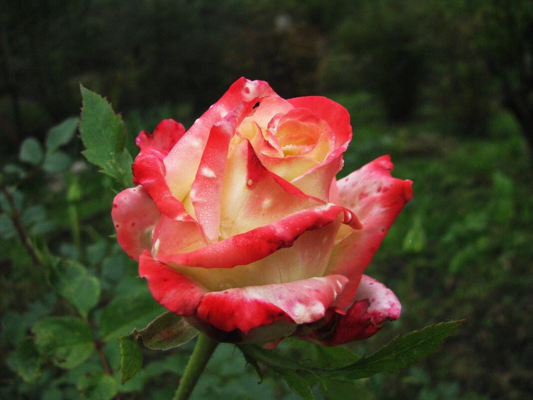 Красавица - Людмила Смородинская