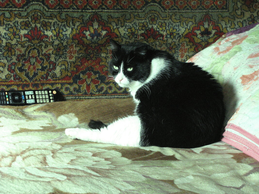 Мой красавчик - Людмила Смородинская