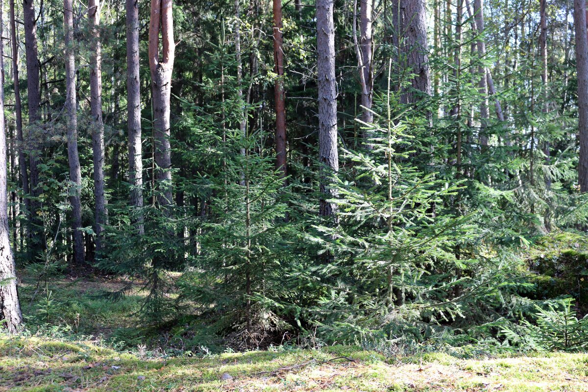 Прогулки по осеннему лесу - Ольга 