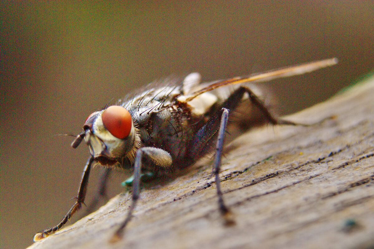 Муха - Александр Лычагин