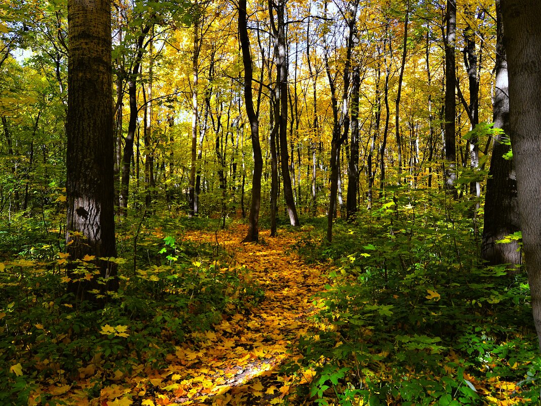 Чебоксары. Осенняя тропинка рощи Шупашкар. - Пётр Чернега