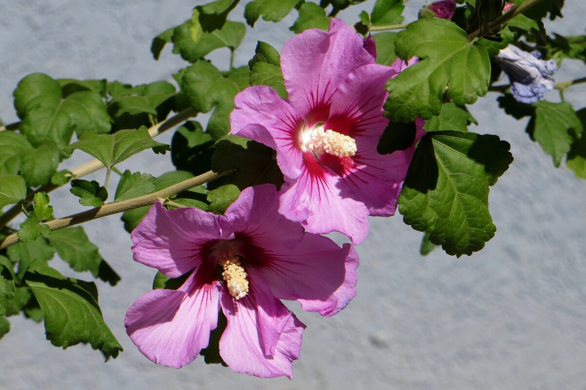 Вот и октябрь наступил! Где-то выпал первый снег, а у нас цветёт гибискус! - Татьяна Смоляниченко