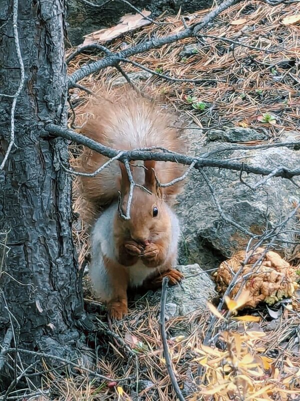Белка тлеутка - Георгиевич 