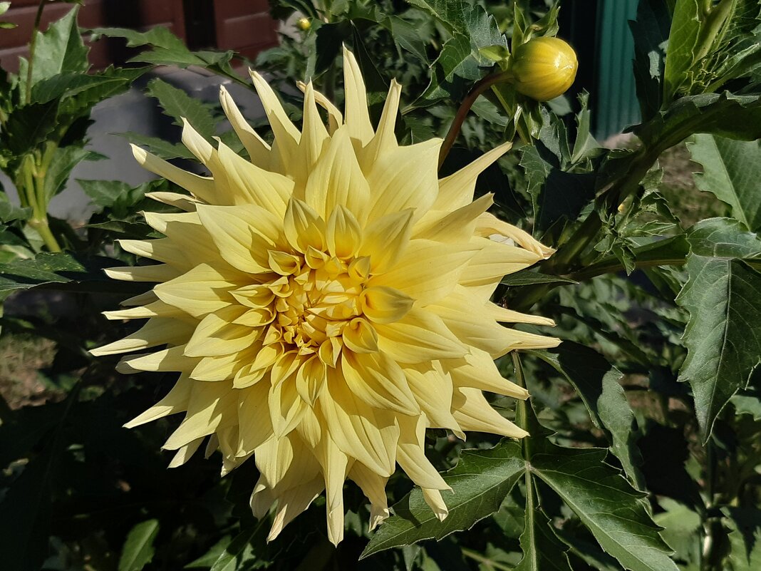 Георгина. - Галина Минчук