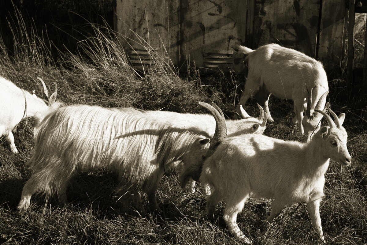 Фотография - Денис Безногов