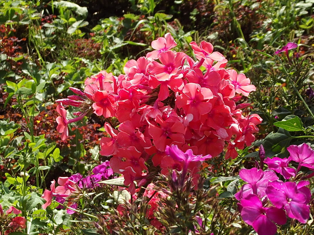 Флоксы - Freddy 97