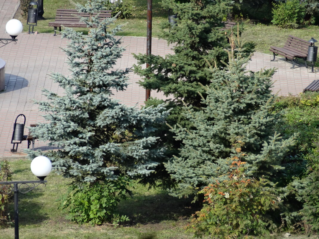 ЕЛИ В ПАРКЕ - СЕРГЕЙ ФИЛОЧКИН