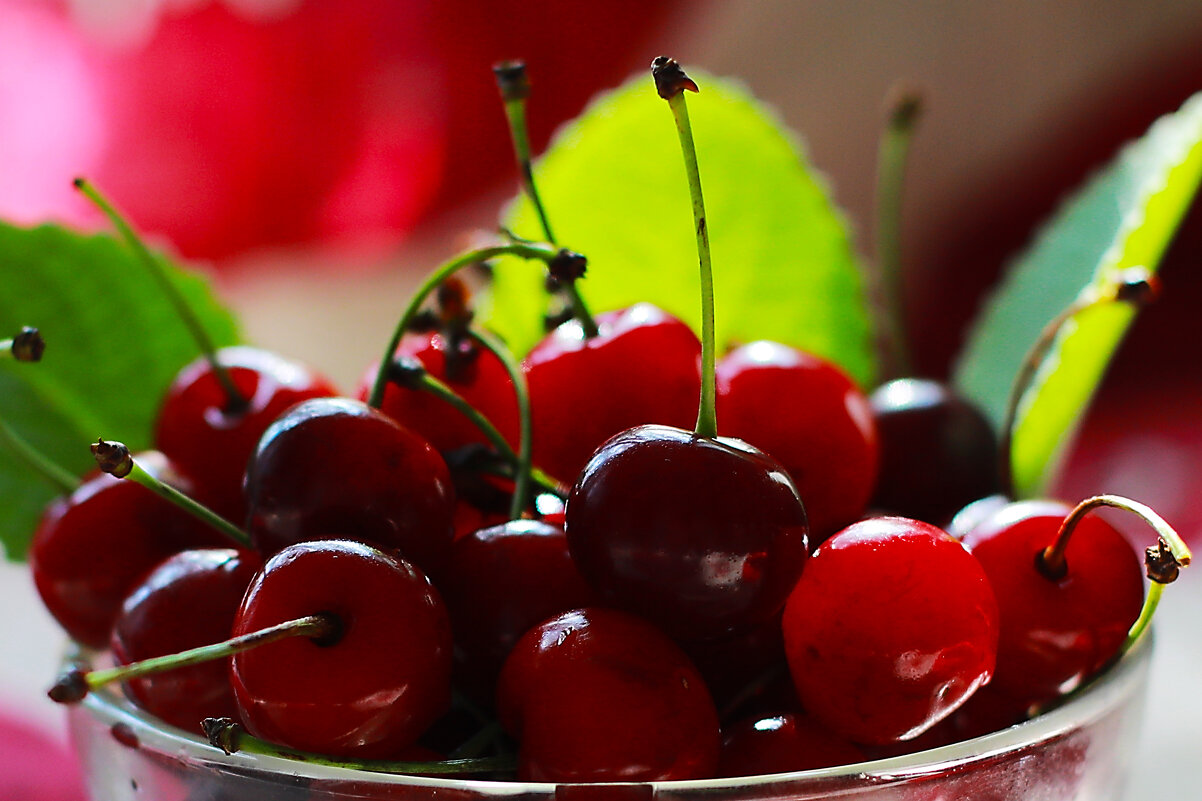 Натюрморт с вишней - Татьяна Гузева