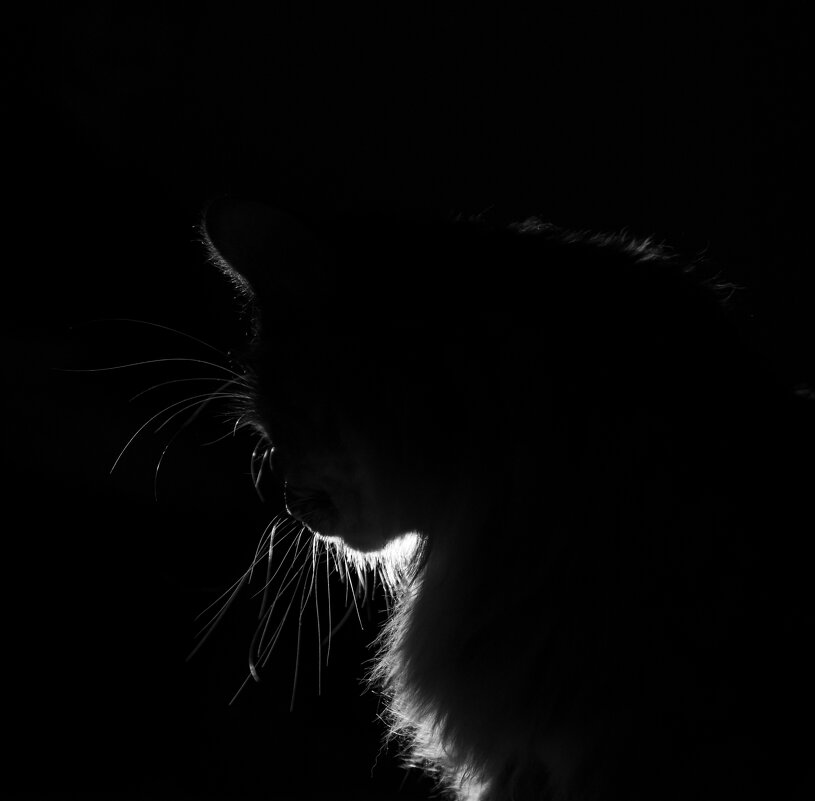 силуэт - Татьяна Гузева