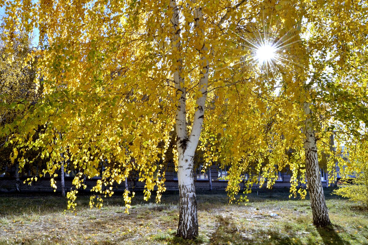 Золотая осень. - Владимир Помазан