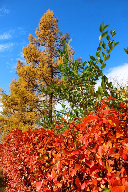 Краски осени - Владимир Помазан