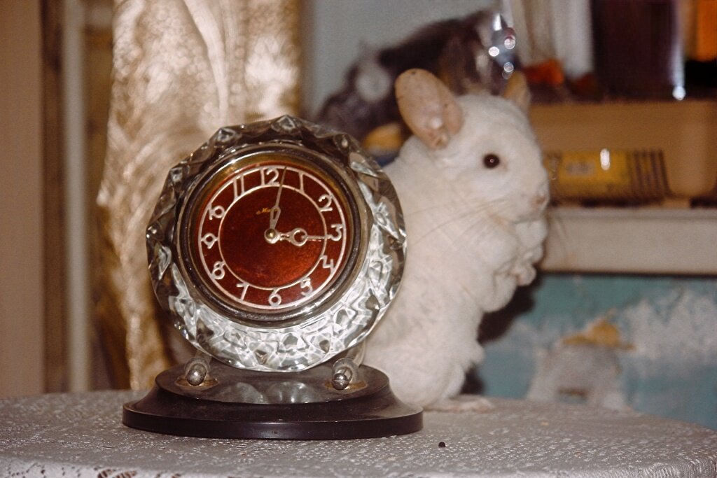 Белка - Сергей Кочнев