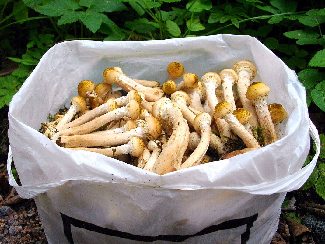 Пара пеньков и за полчаса целый мешок! - VasiLina *