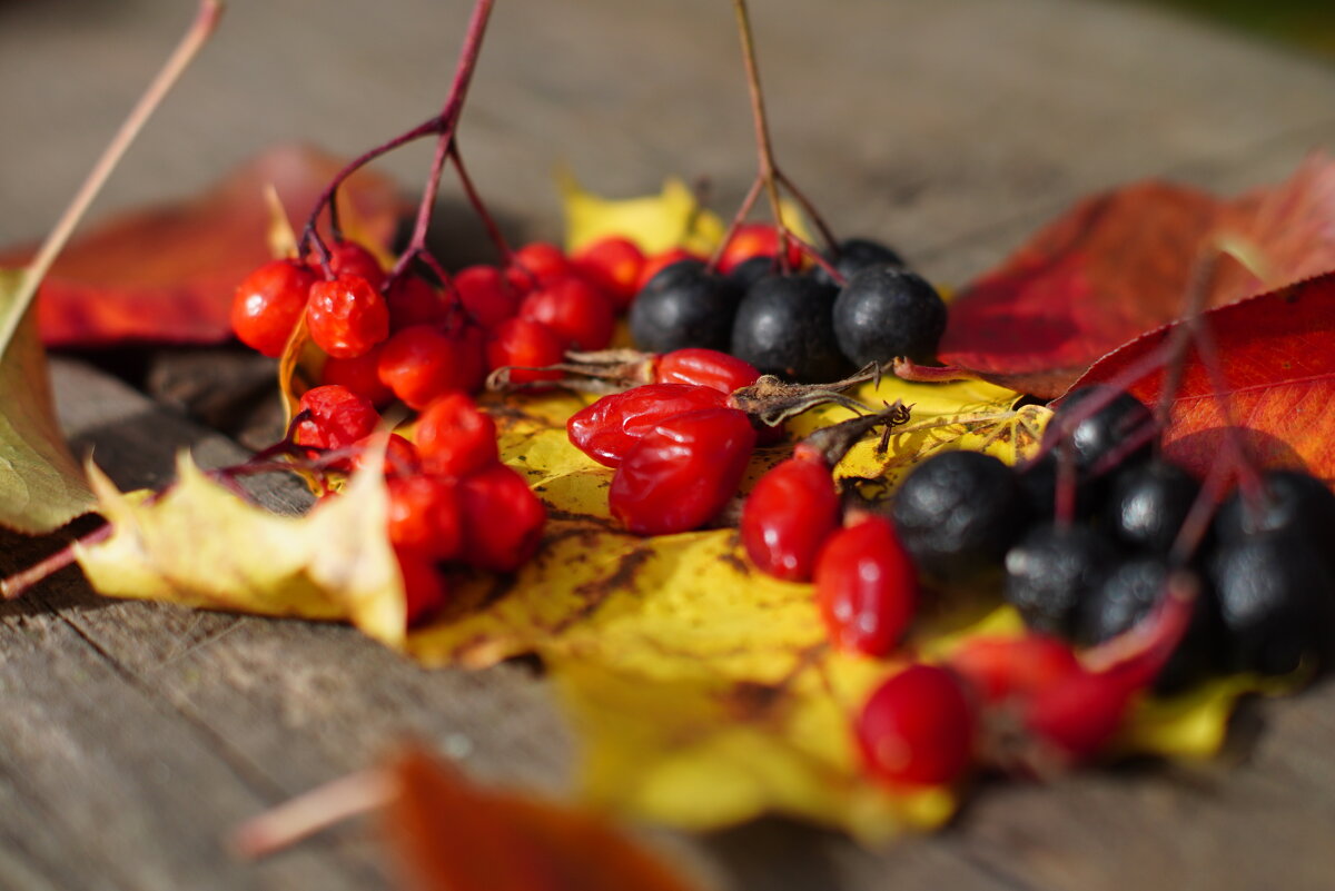 Осенние ягоды - Сергей Ц