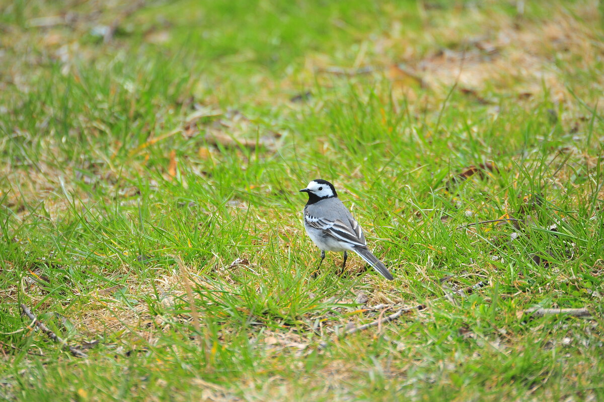 Трясогуска - Владимир Филимонов