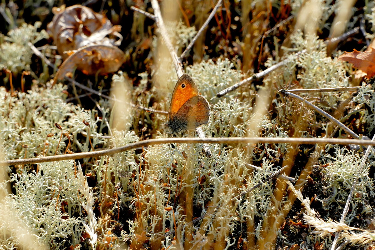 опять про бабочек 36 - Александр Прокудин